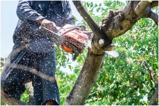 tree services Ellensburg